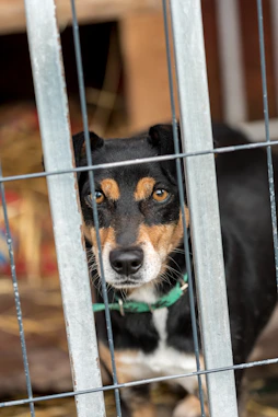 a black and brown dog standing behind a metal fence