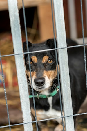 A cat resting inside a shelter enclosure, part of the animal capacity planned for the new county facility