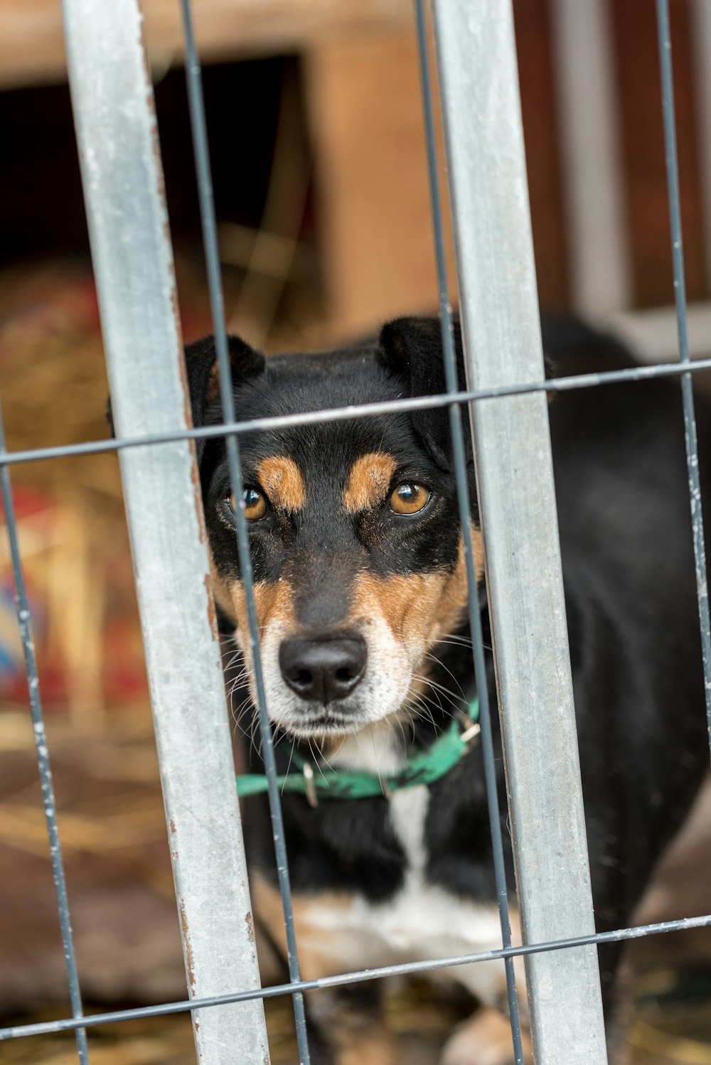 a black and brown dog standing behind a metal fence