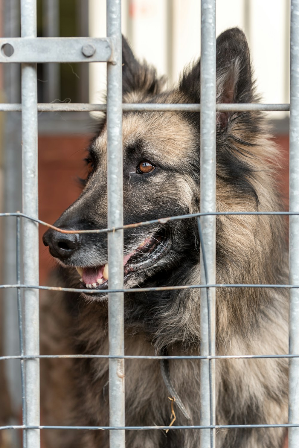 a dog in a cage looking out of it's cage