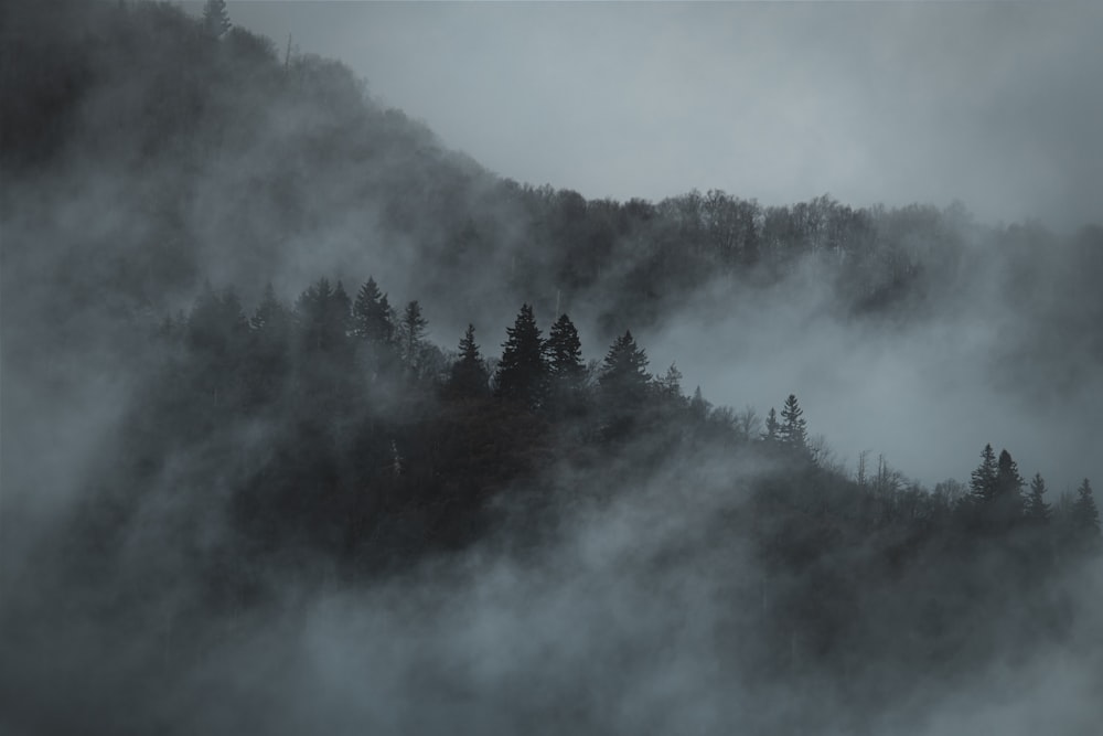 a mountain covered in fog with trees in the foreground