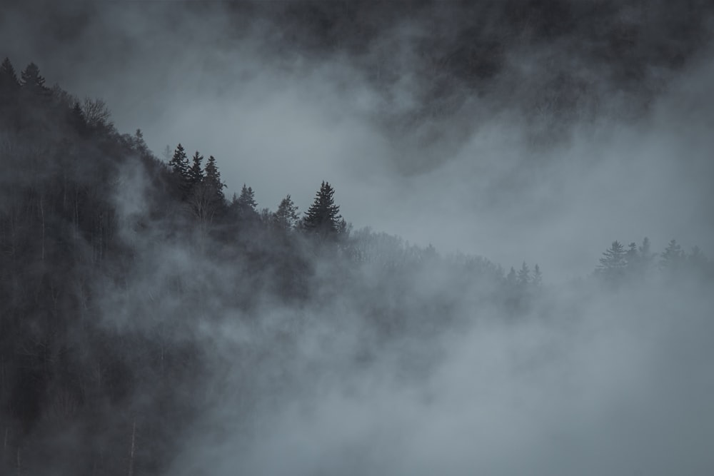 Una montagna coperta di nebbia con alberi sullo sfondo