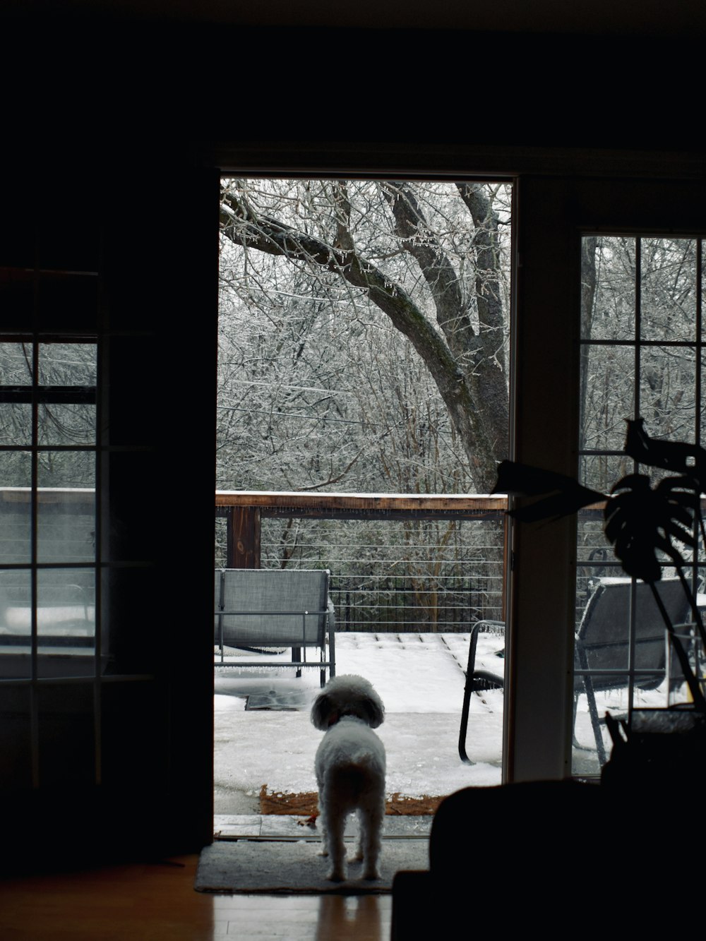 a small white dog standing in front of a sliding glass door