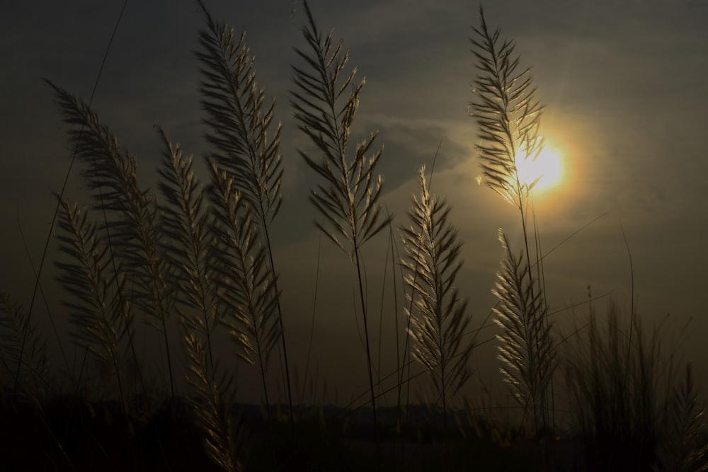 the sun is setting behind some tall grass