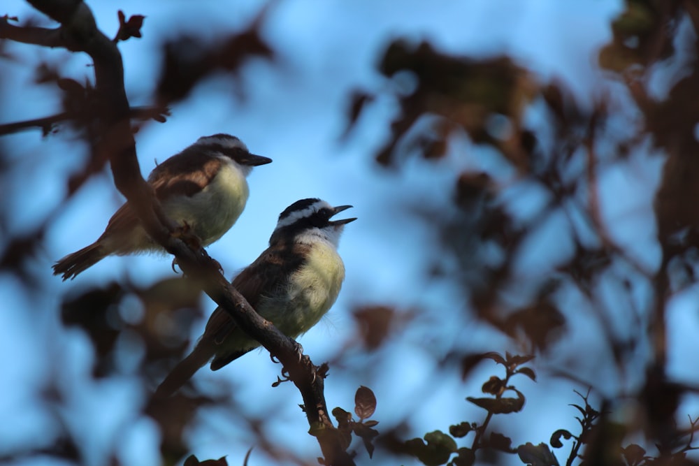 a couple of birds sitting on top of a tree branch