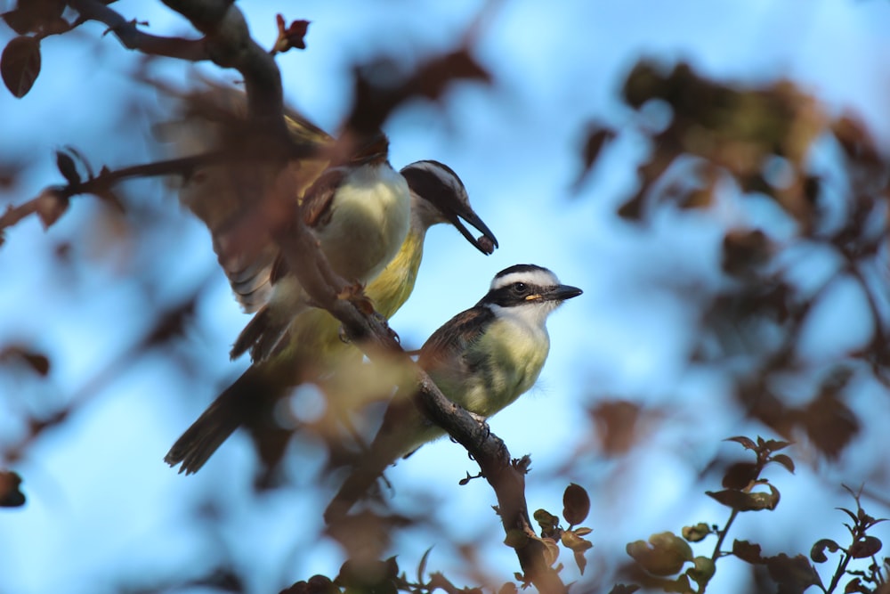 a couple of birds sitting on top of a tree branch