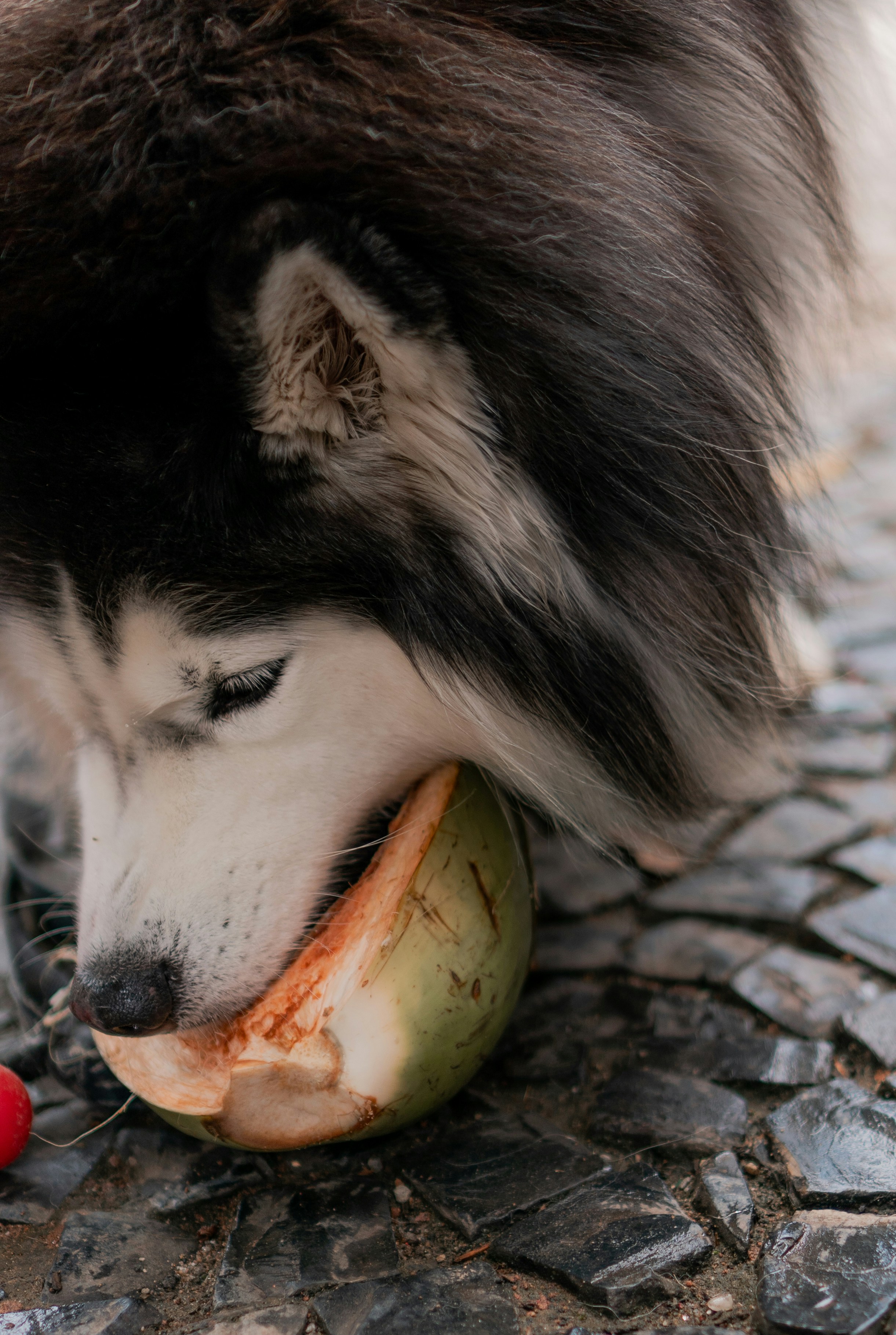 Can Siberian Huskies Eat Avocados