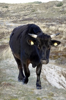 A black cow with visible horns and ear tags walks along a grassy, sandy path in a natural, hilly landscape. The backdrop consists of dry, beige grasses and rolling hills under a pale sky.