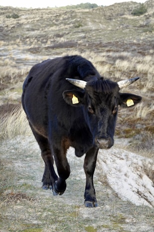A black cow with visible horns and ear tags walks along a grassy, sandy path in a natural, hilly landscape. The backdrop consists of dry, beige grasses and rolling hills under a pale sky.