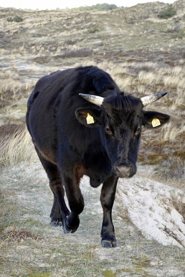 A black cow with visible horns and ear tags walks along a grassy, sandy path in a natural, hilly landscape. The backdrop consists of dry, beige grasses and rolling hills under a pale sky.