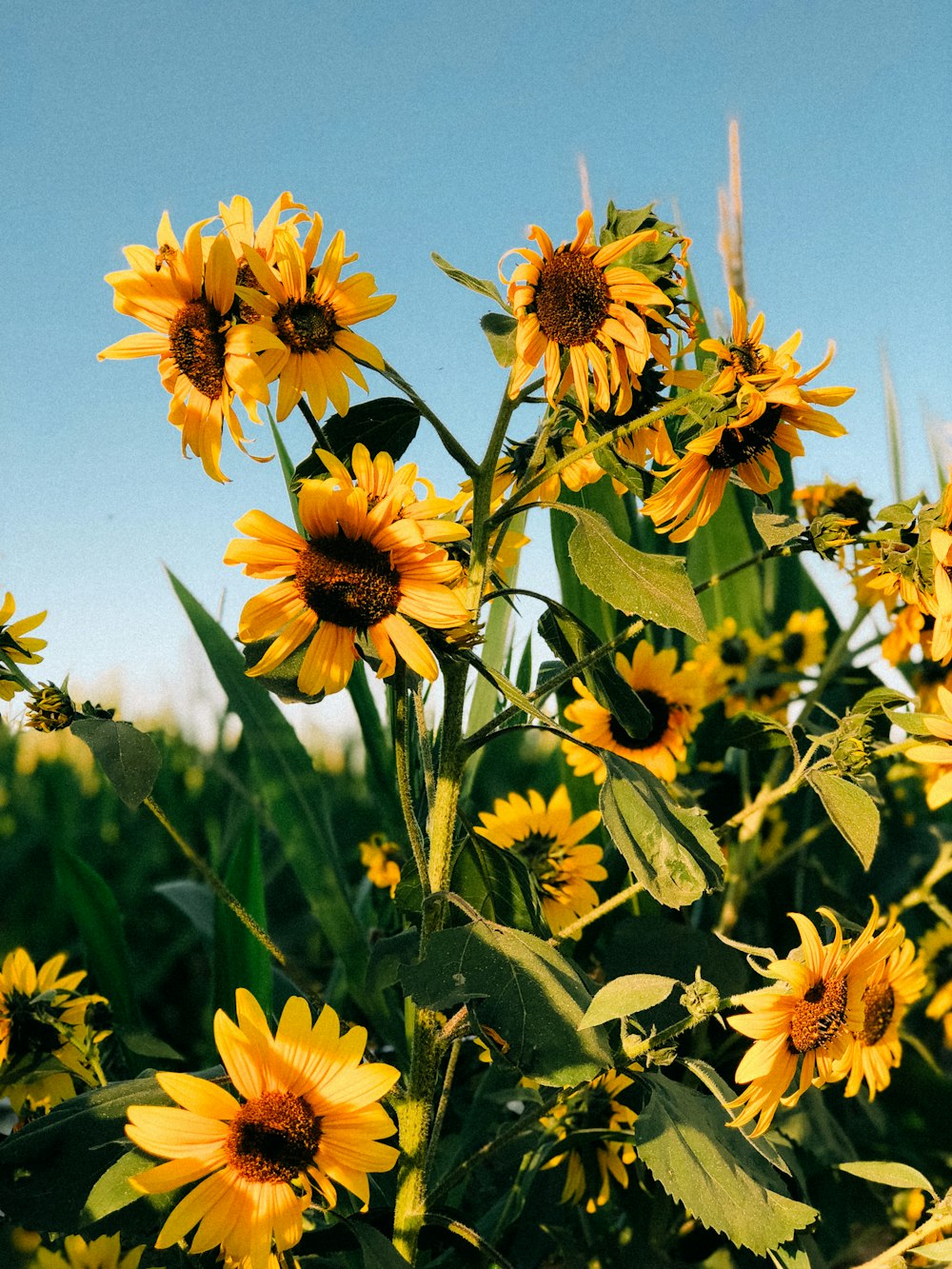 a field of sunflowers with a blue sky in the background