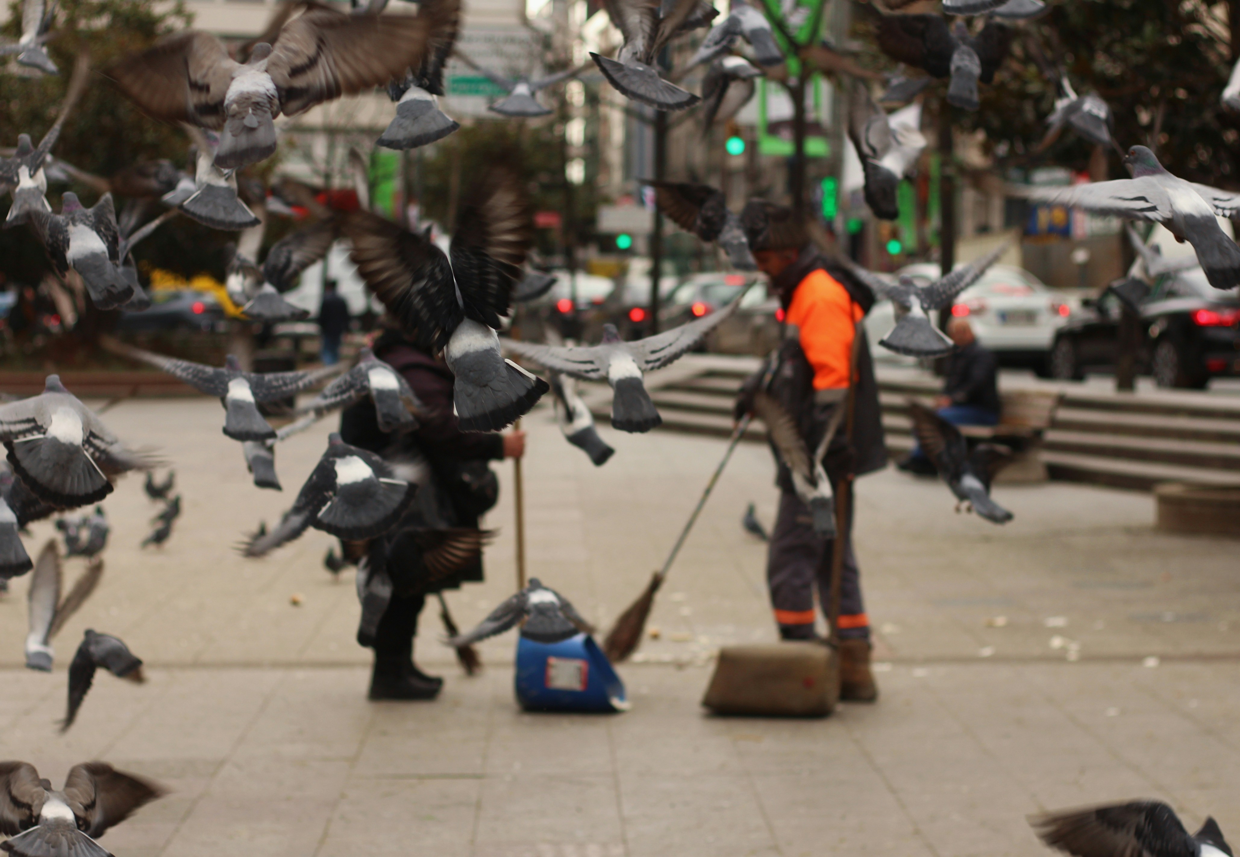 a man standing on a sidewalk surrounded by birds