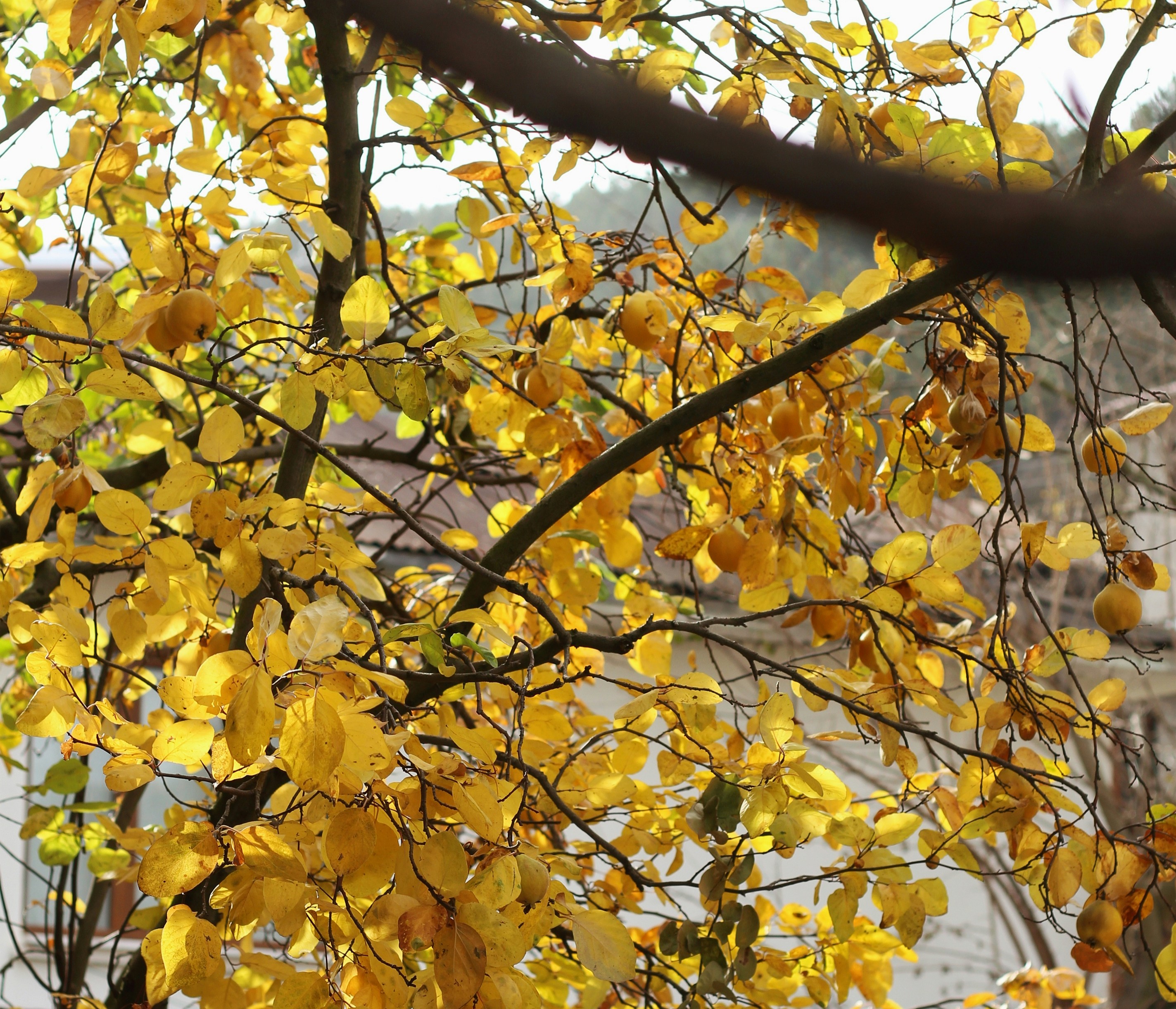 Photo by nagihanglmz