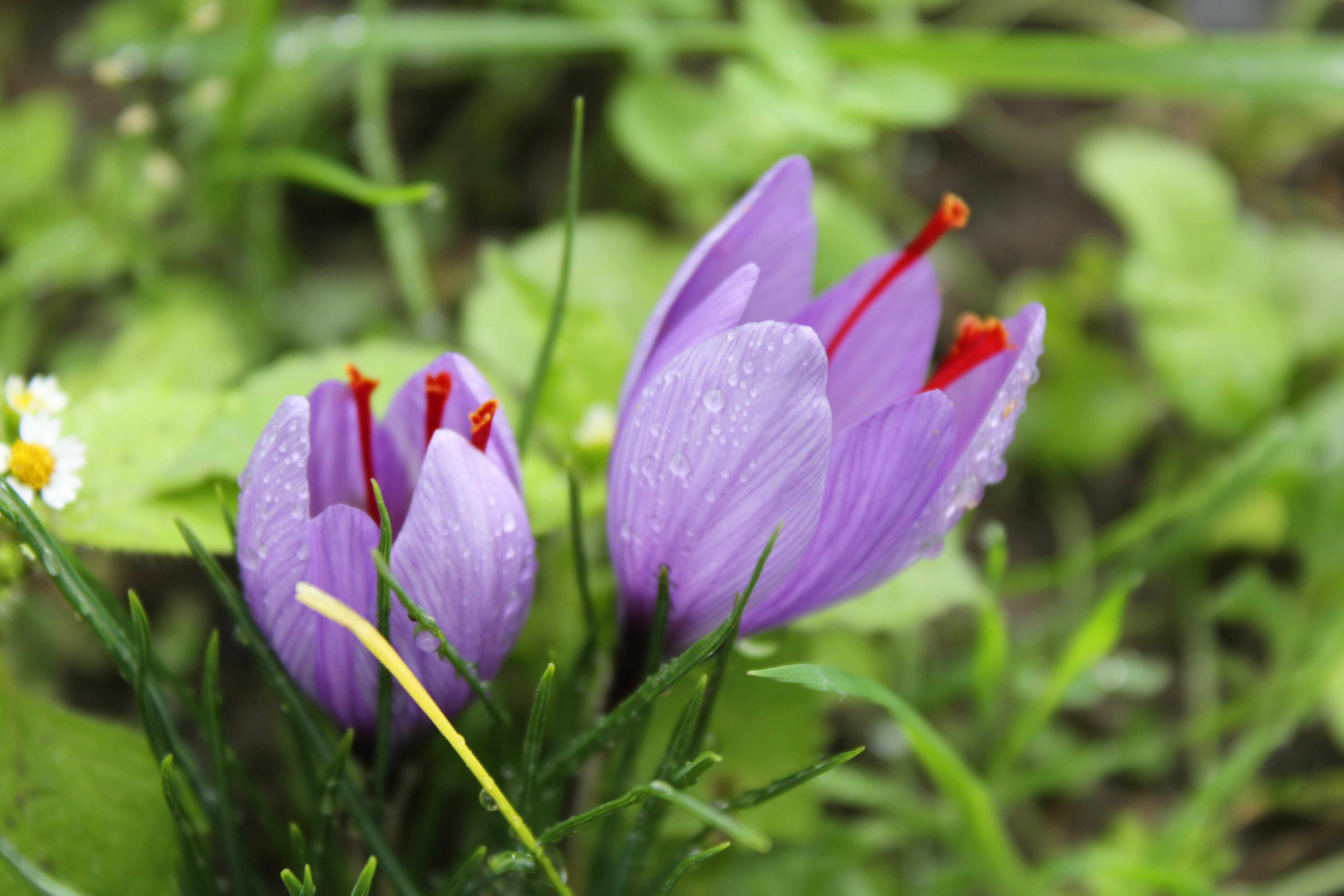 Photo by rashid_hamidov