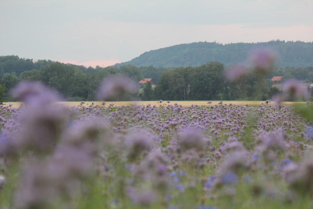 a field full of purple flowers with a mountain in the background