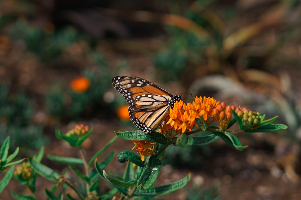 a close up of a butterfly on a flower