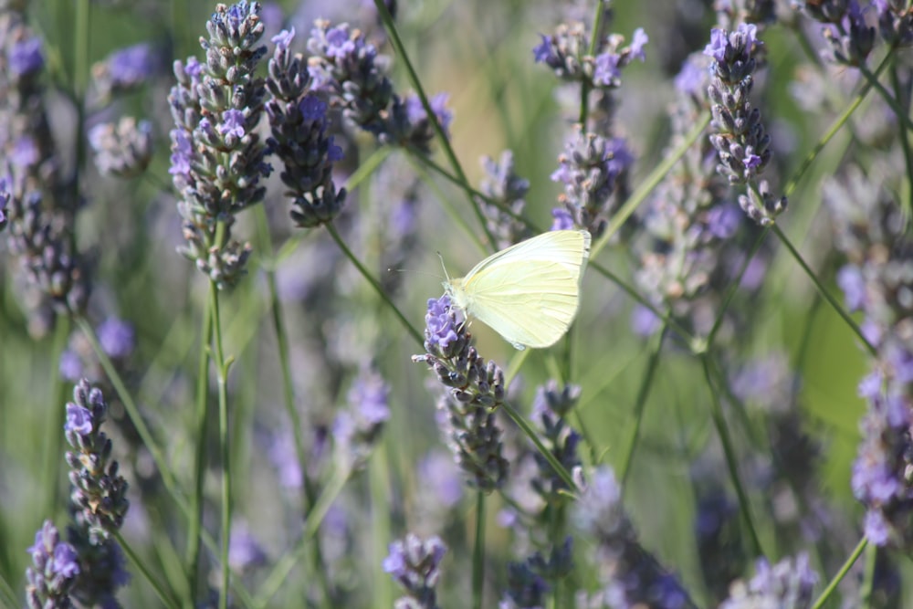 라벤더 식물에 앉아 있는 흰 나비
