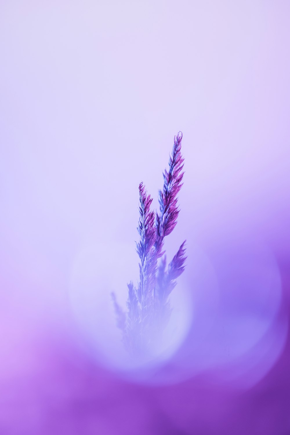 a blurry photo of a purple plant