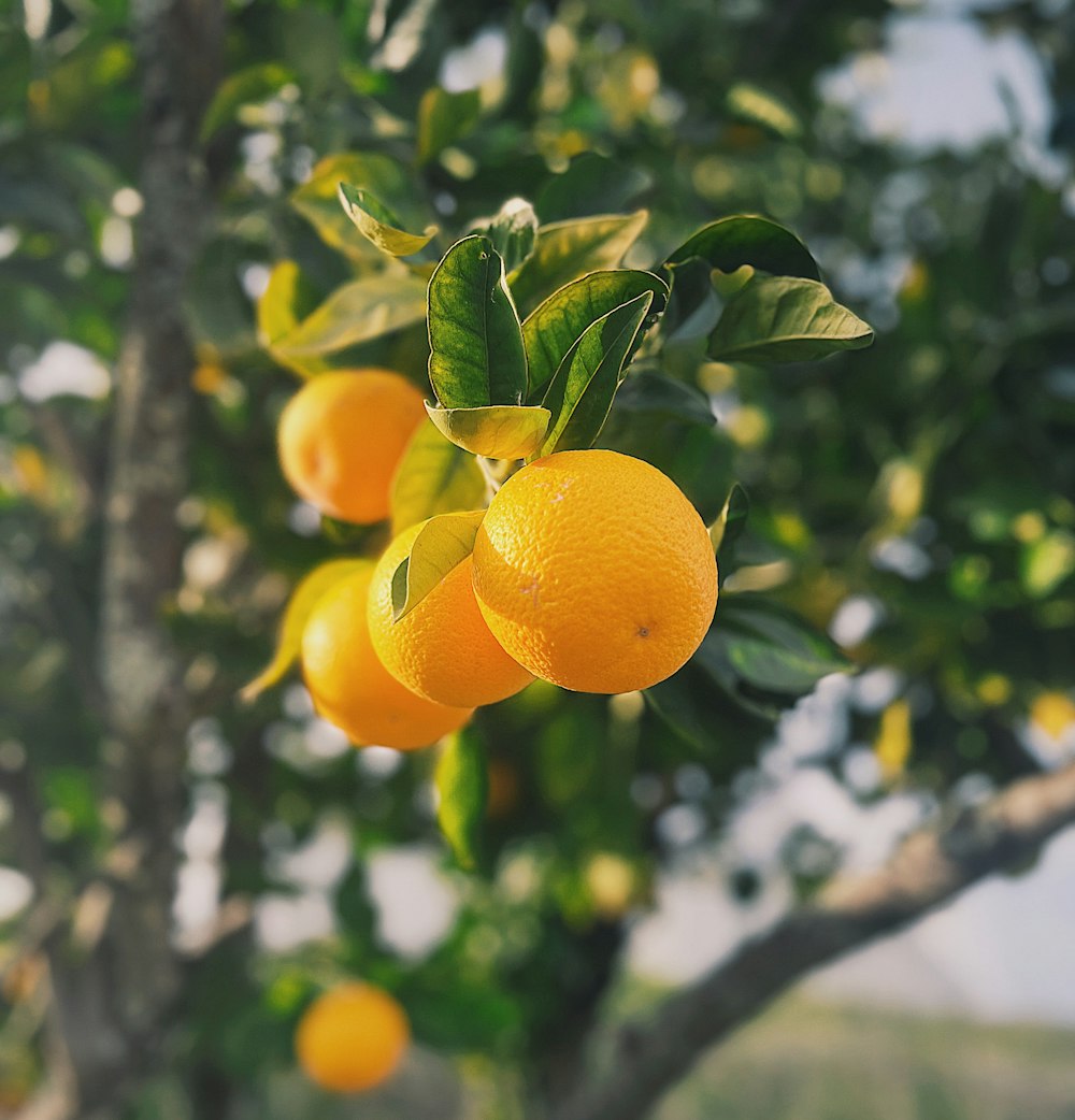 a bunch of oranges hanging from a tree
