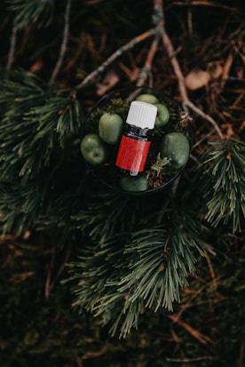 A small bottle with a red label and white cap is placed among green berries and pine branches. The setting appears to be outdoors, surrounded by natural elements like twigs and moss.