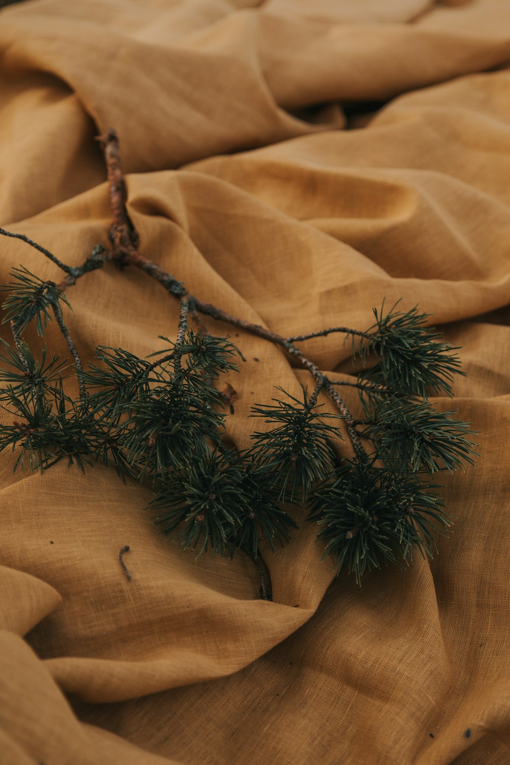 a close up of a tree branch on a cloth