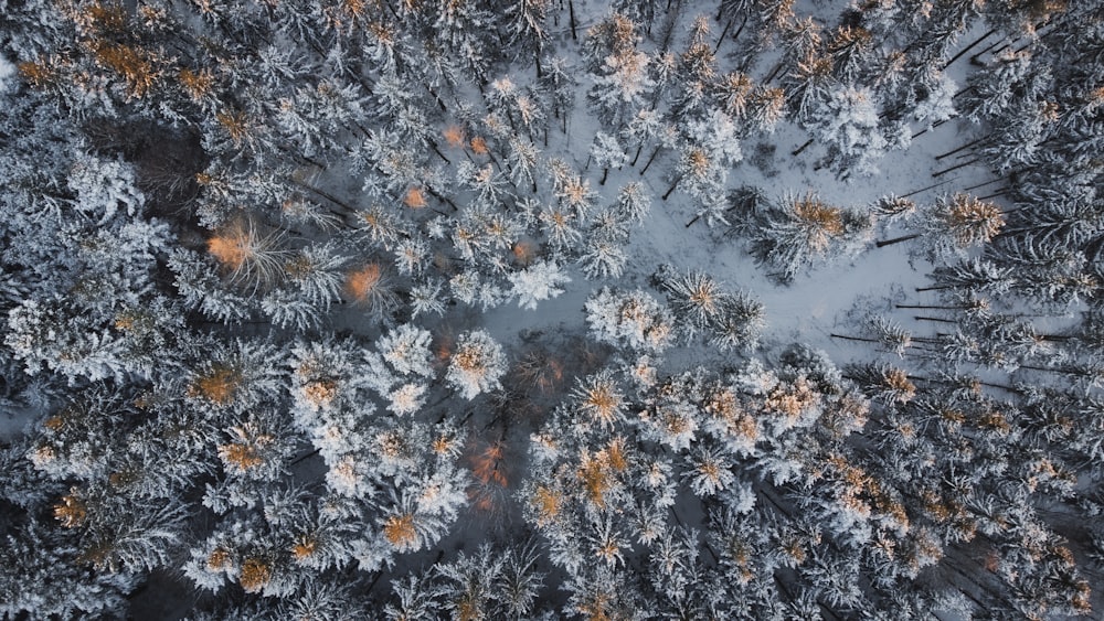 an aerial view of a snow covered forest