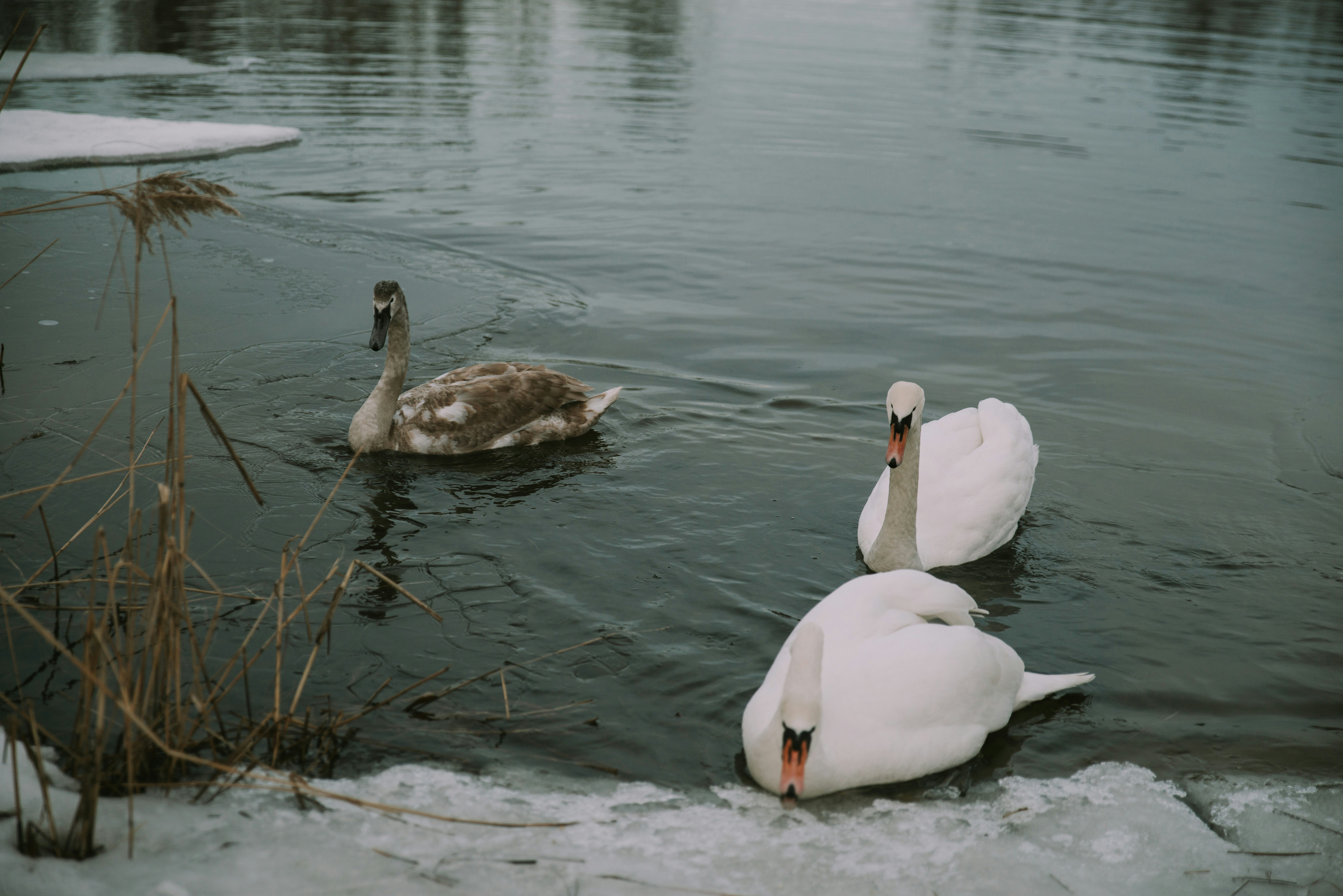 Photo by anitaaustvika