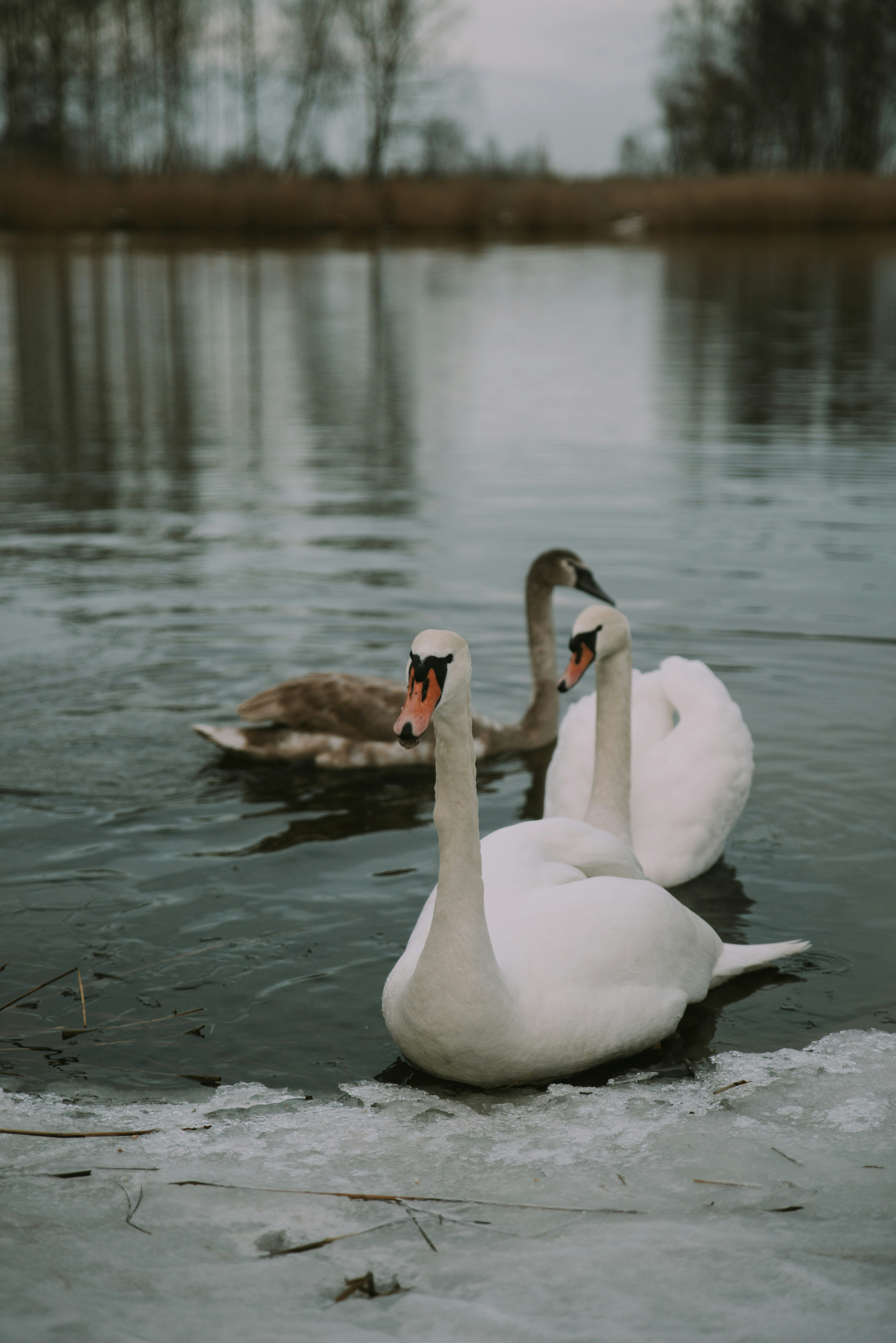 Photo by anitaaustvika