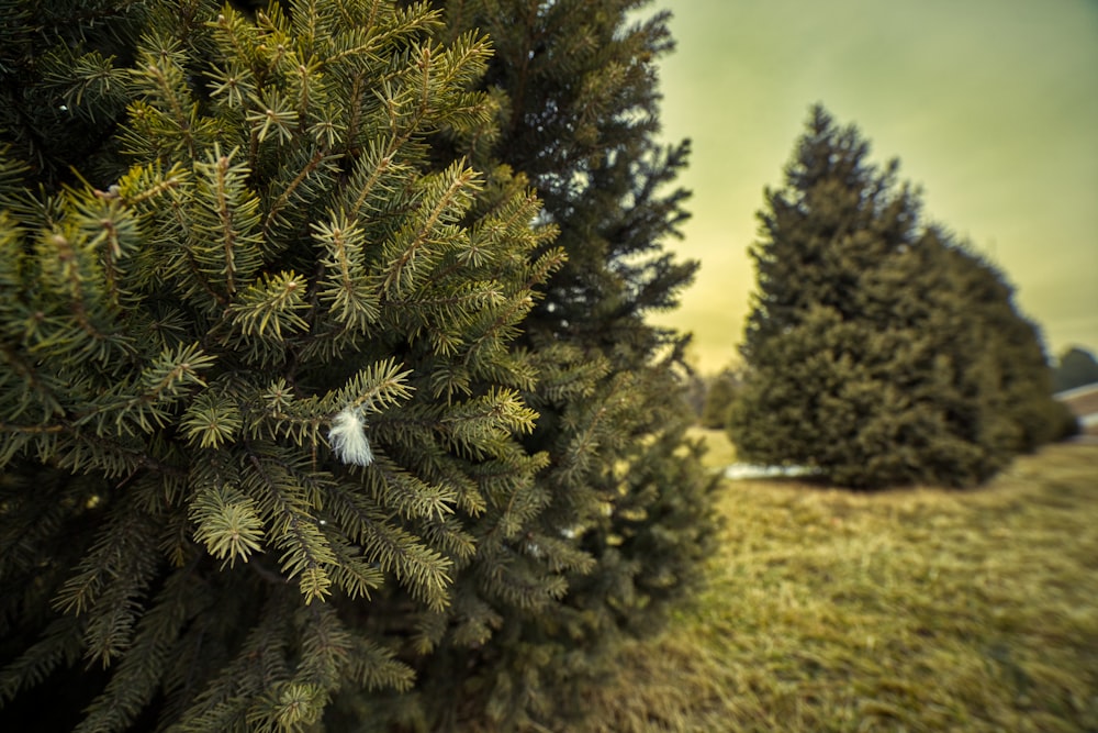 a row of evergreen trees in a field