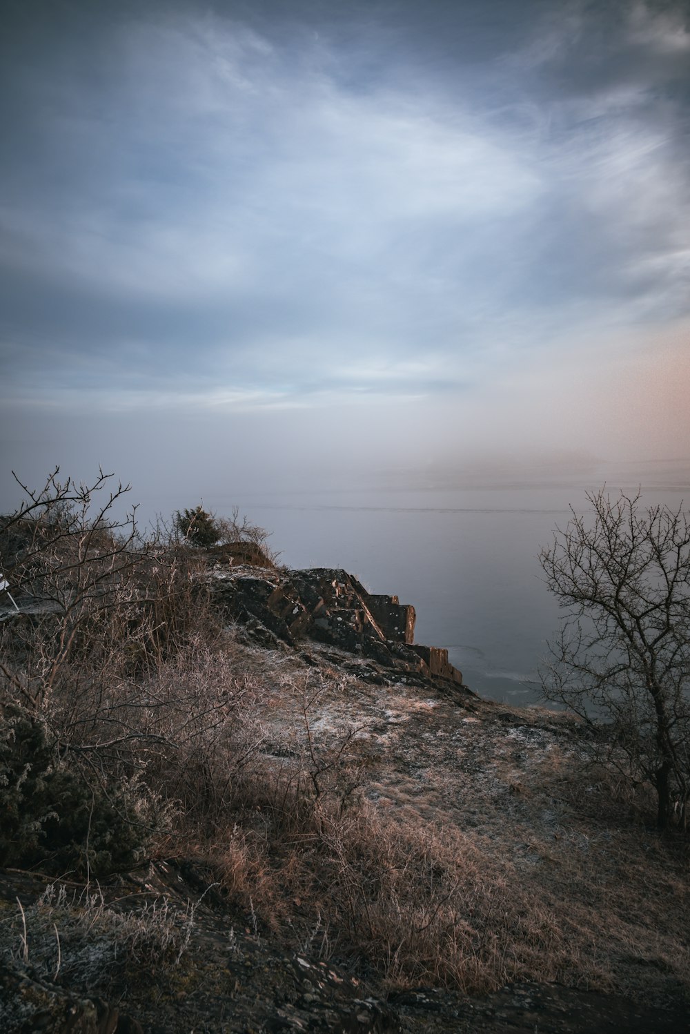 a lone tree on a hill overlooking a body of water