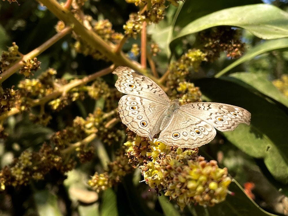 a close up of a butterfly on a flower