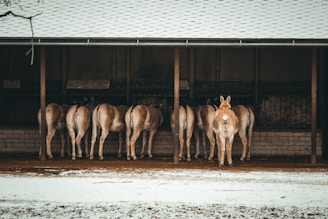 A group of micro mini donkeys resting together under a shady tree on the farm.