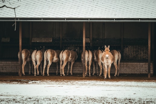A group of donkeys is gathered under a shelter. Most are positioned facing away with their hindquarters visible, while one faces forward. The shelter has a shingled roof and brick walls. Straw or hay is visible in the background, suggesting a feeding area.