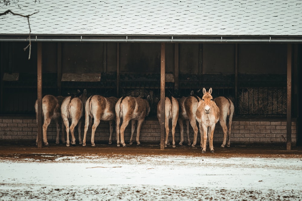 a group of horses standing next to each other