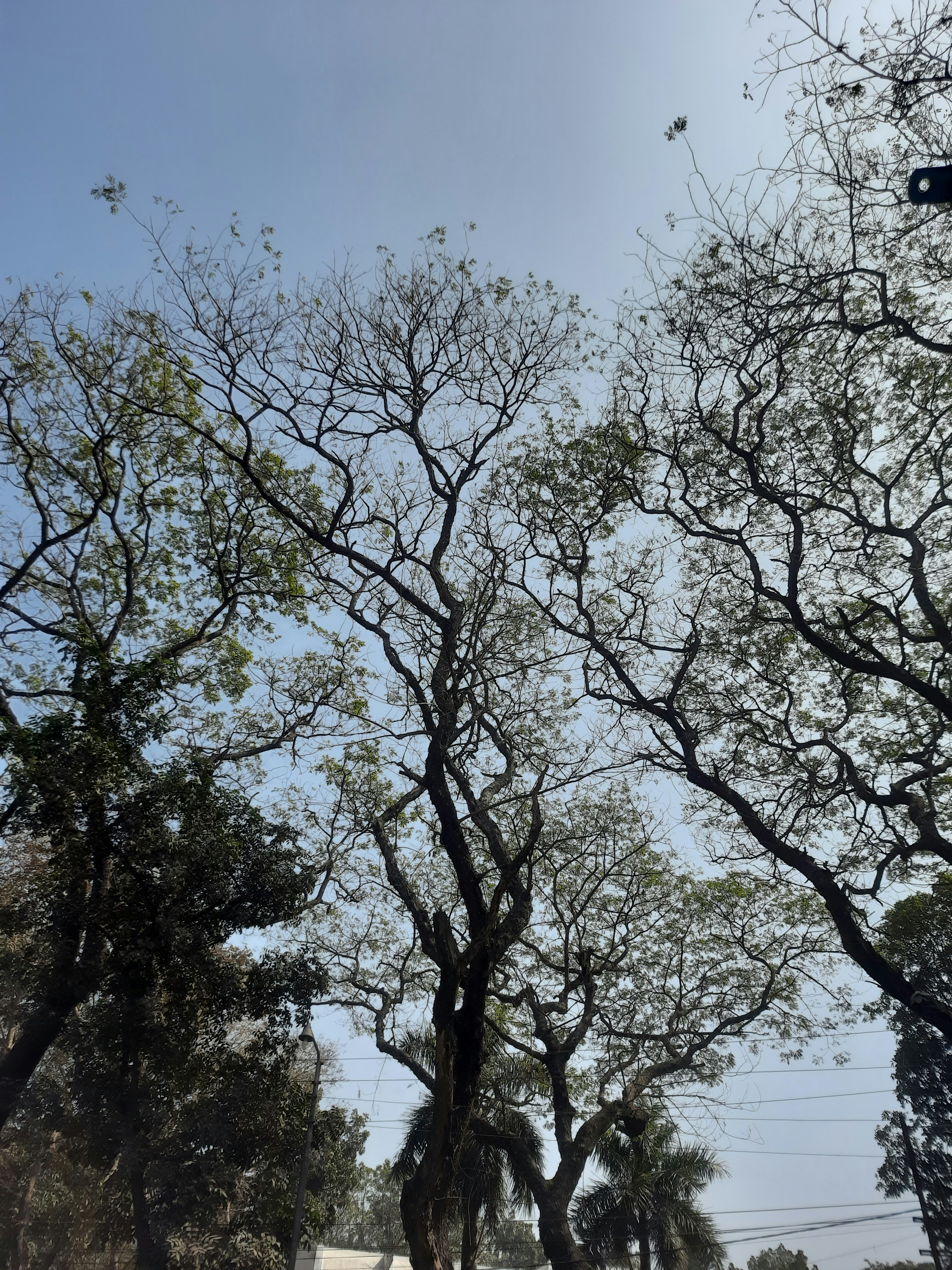 a group of trees with no leaves on them