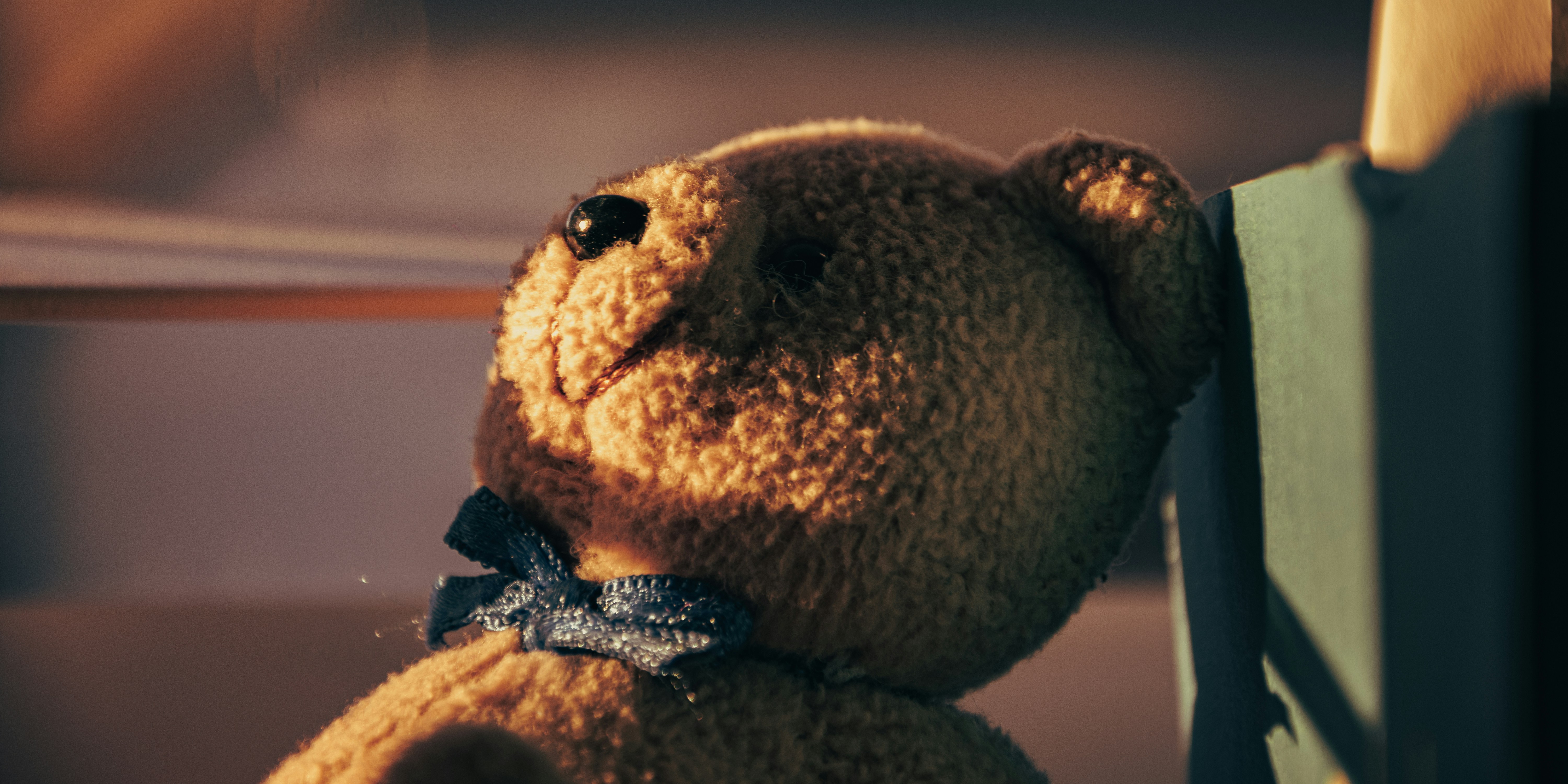 sunlight on teddy bear, cinematic