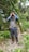 A person standing on a dirt trail in a dense forest. They are equipped with hiking gear, including a vest with multiple pockets, long pants, gaiters, and a hat. The individual is holding a camera up to their face, seemingly taking a photograph. The surrounding area is lush and green with various types of vegetation, including large banana leaves.