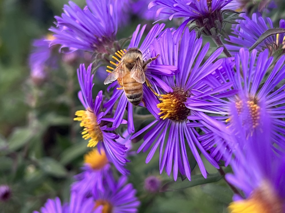 a bee sitting on a purple flower in a field