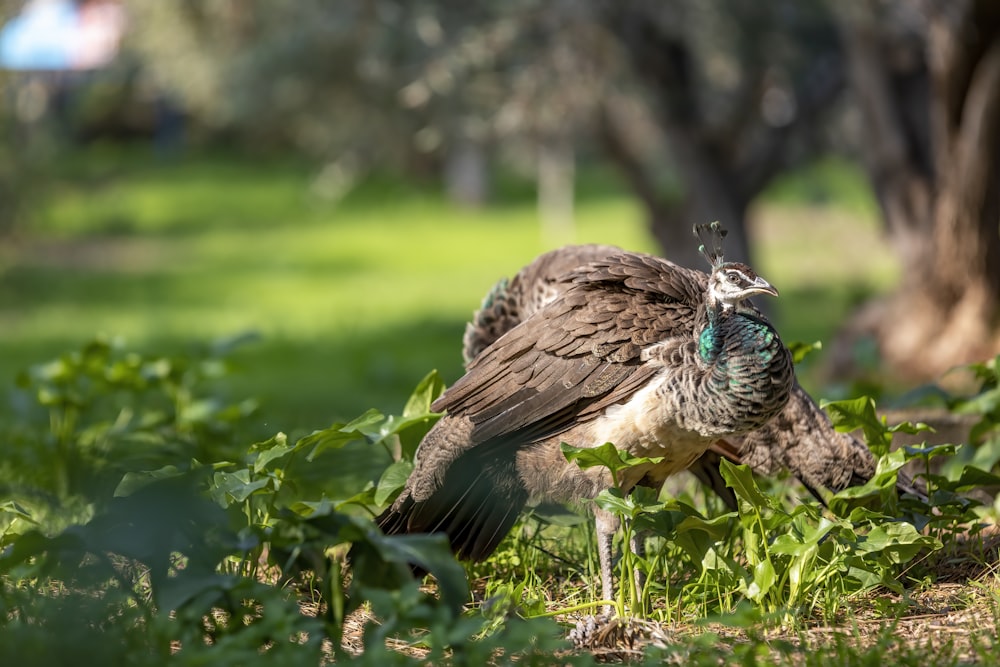 a bird standing on top of a lush green field