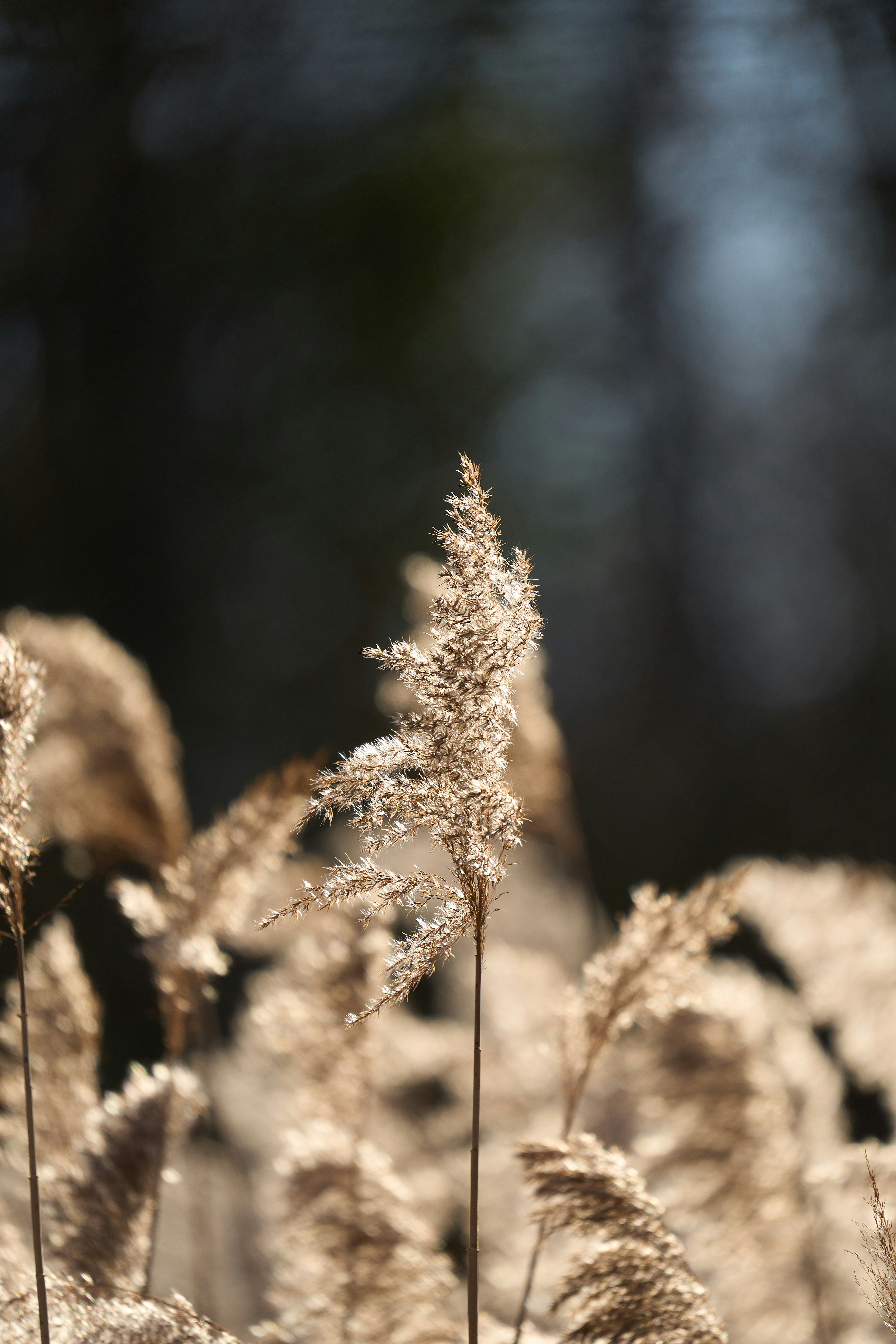 Photo by wolfgang_hasselmann