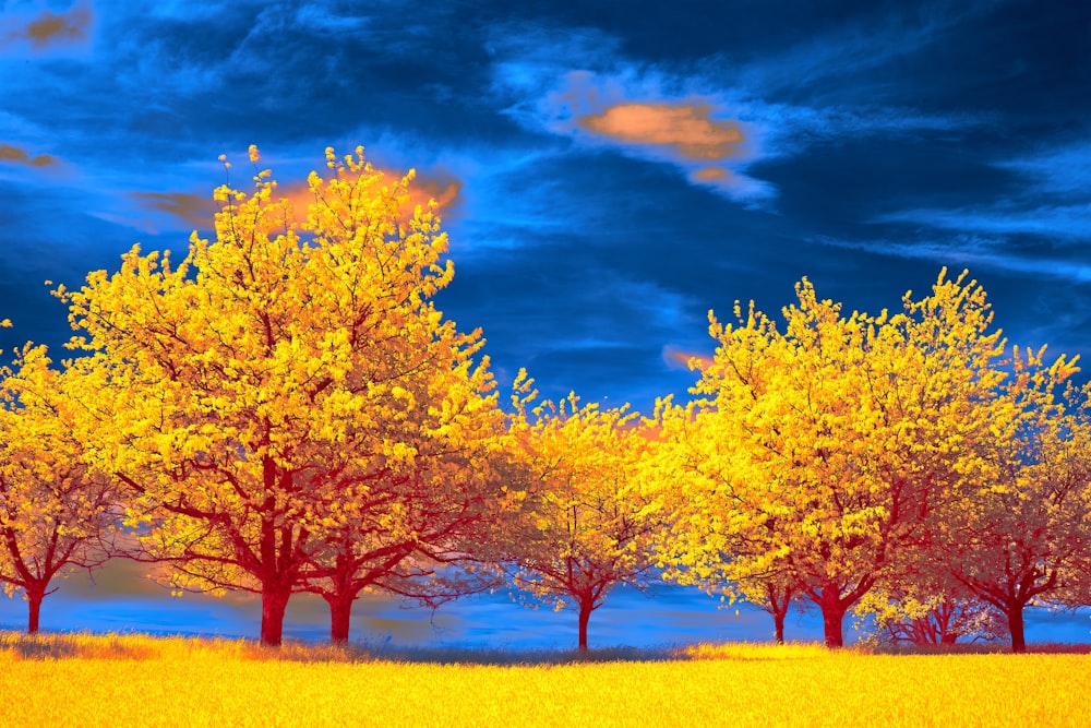 three trees in a field with a blue sky in the background