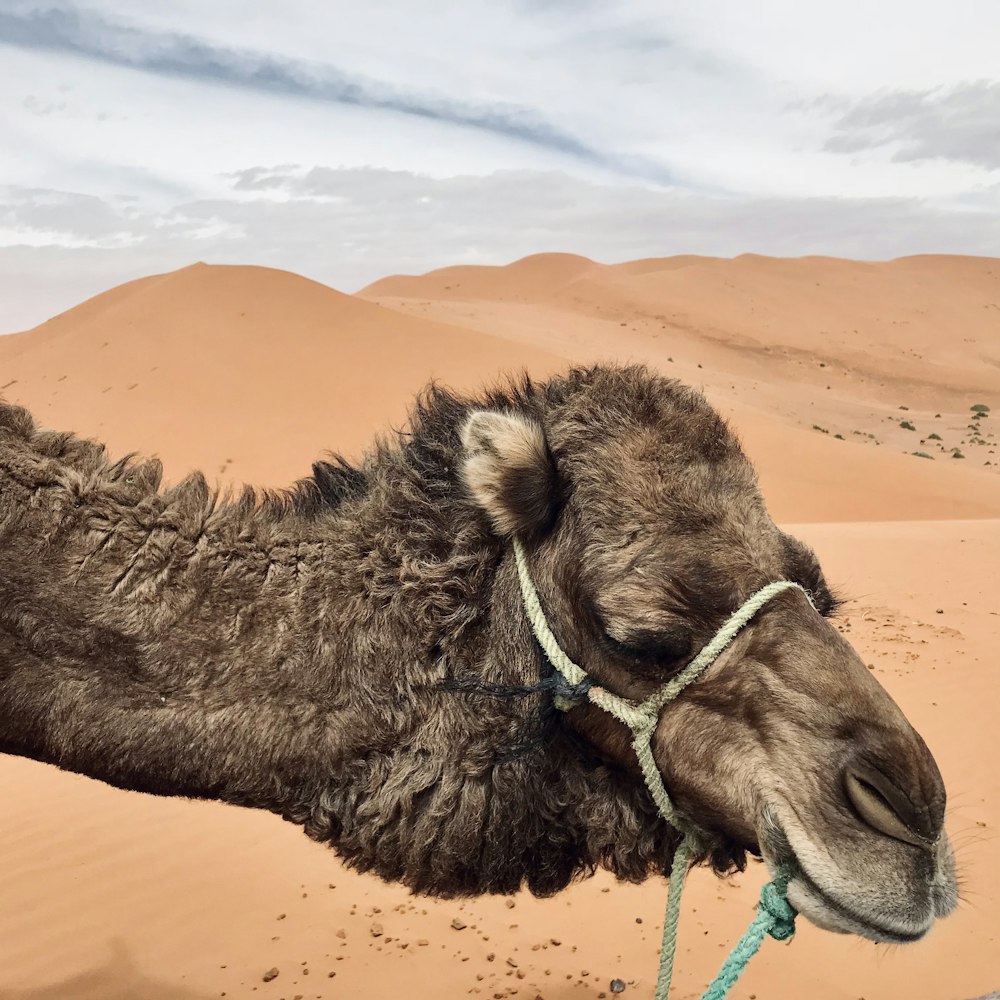 a camel with a rope tied around its neck in the desert