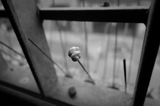 A close-up of a bird repellent gel being applied along window ledges.