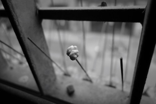 A close-up of a bird repellent gel being applied along window ledges.