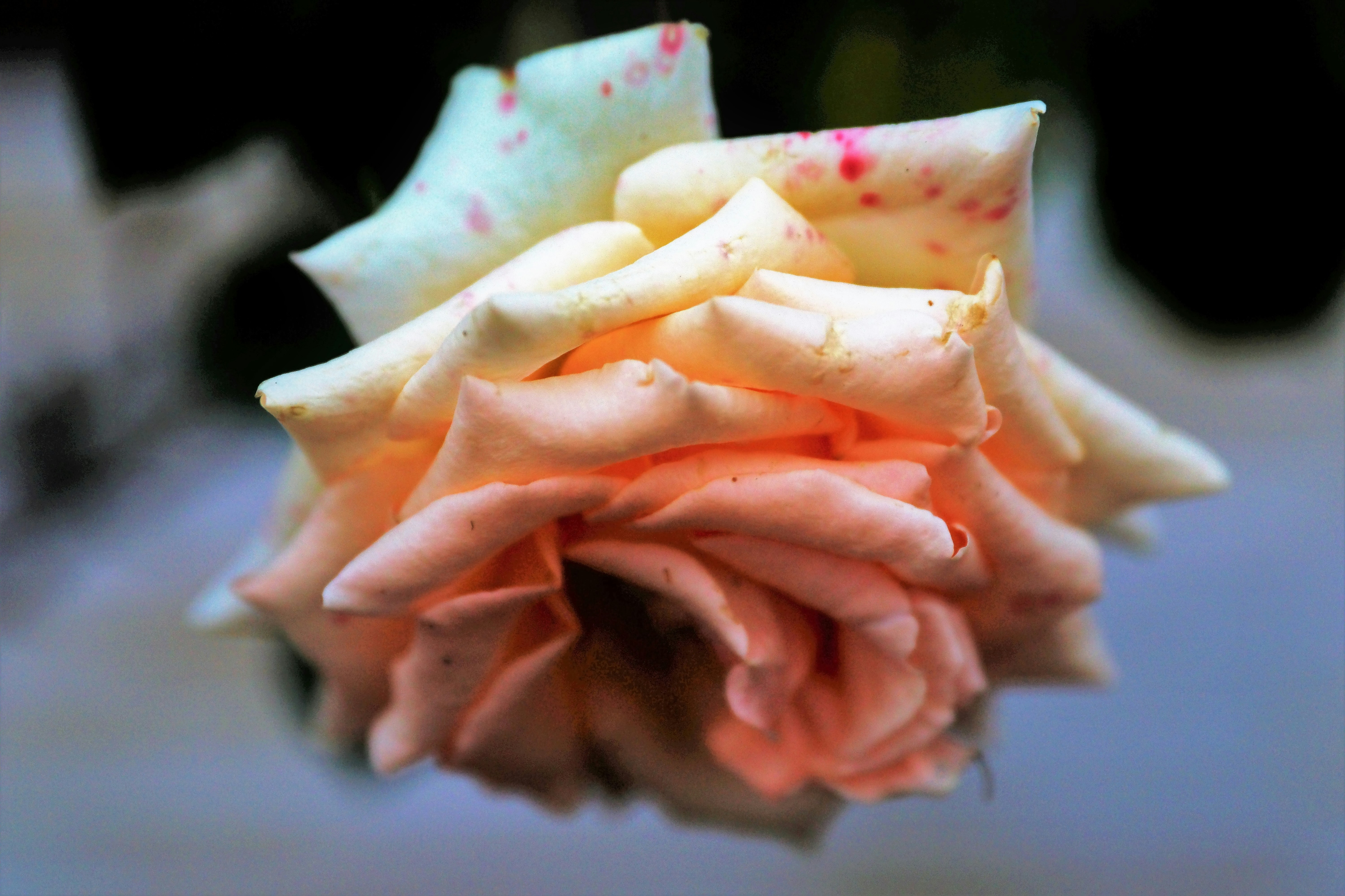 Watercolor painted petal wedding cake