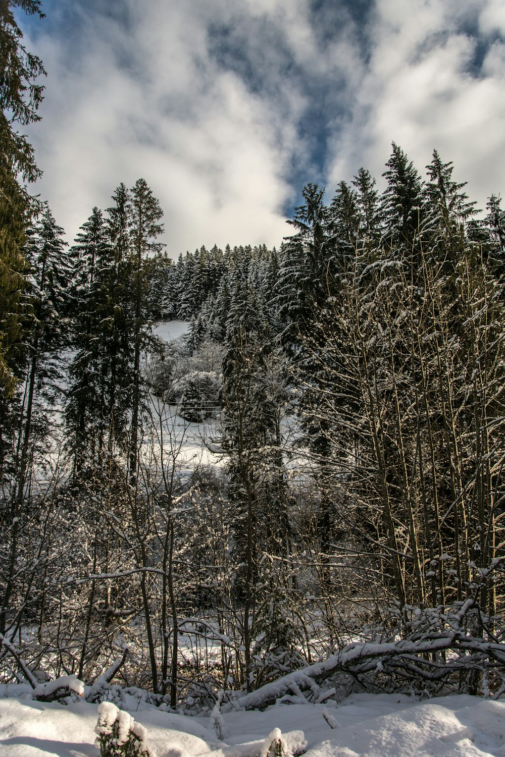 a snow covered forest filled with lots of trees