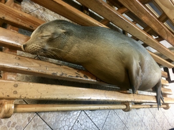 A seal is resting peacefully on a wooden bench inside a tiled room. The room has a patterned floor with various shades of brown. The seal's body is stretched out comfortably on the slatted bench, which is slightly worn and wooden in appearance.