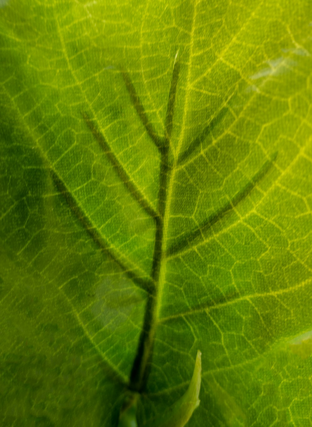 a close up view of a green leaf