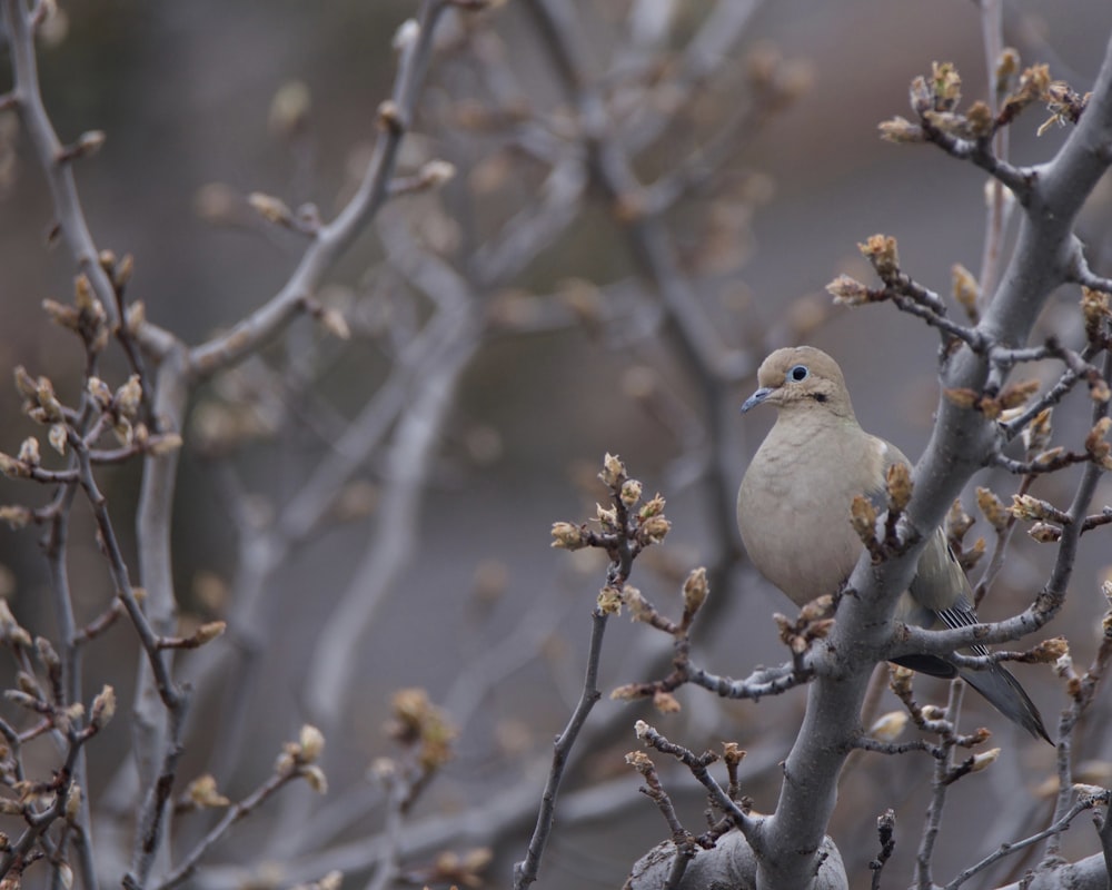 a bird is perched on a tree branch