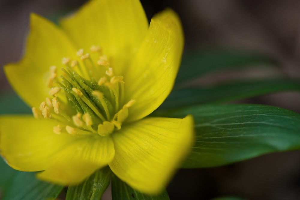 a close up of a yellow flower with green leaves